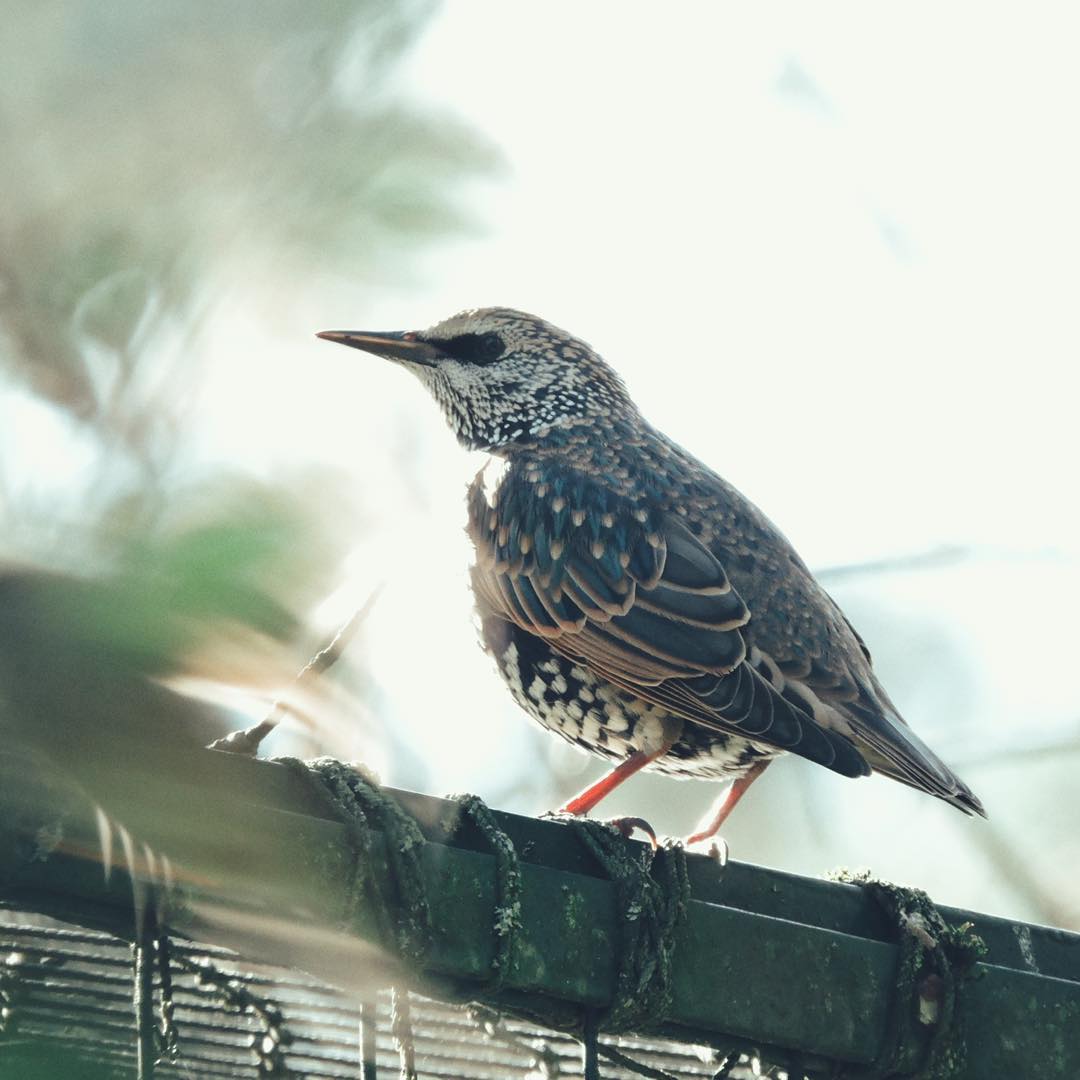 Common Starling 13