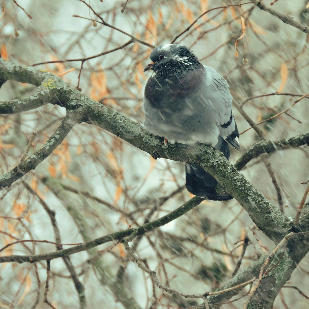 Domestic Pigeon 5