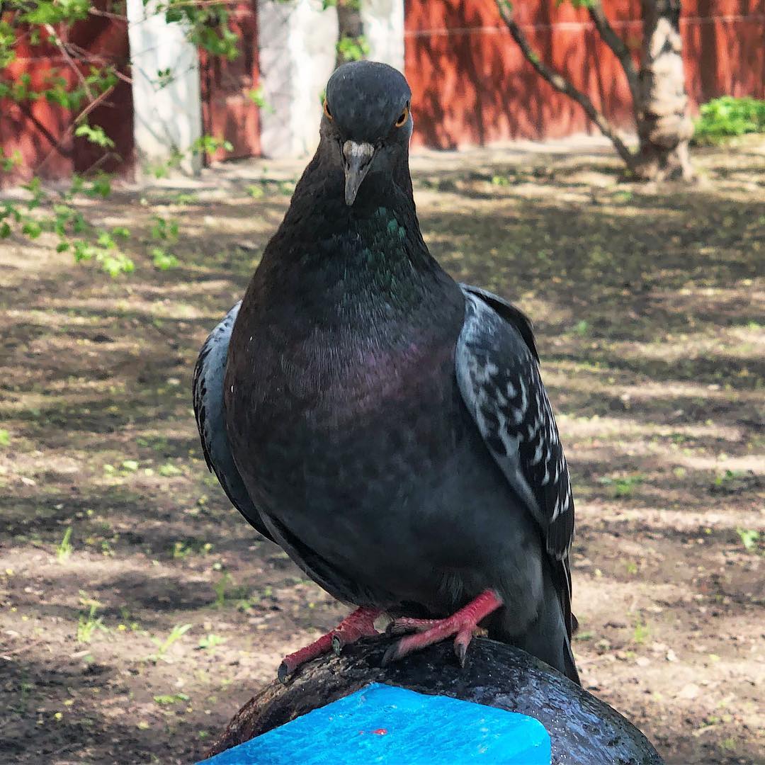 Domestic Pigeon 6