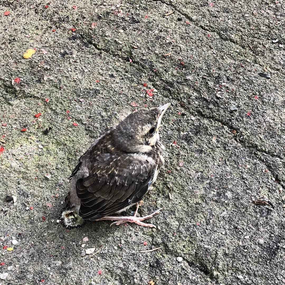 Fieldfare 20