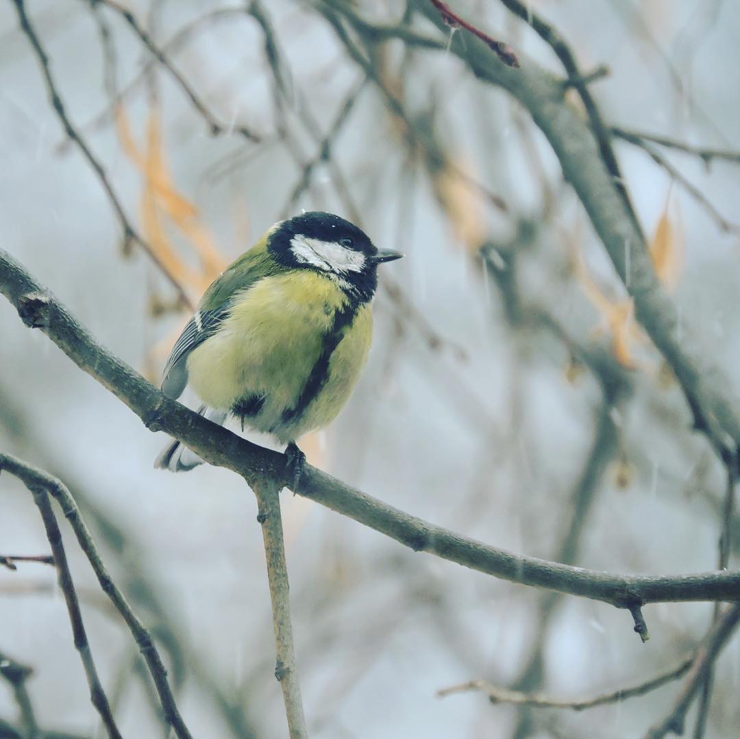 Great Tit 17