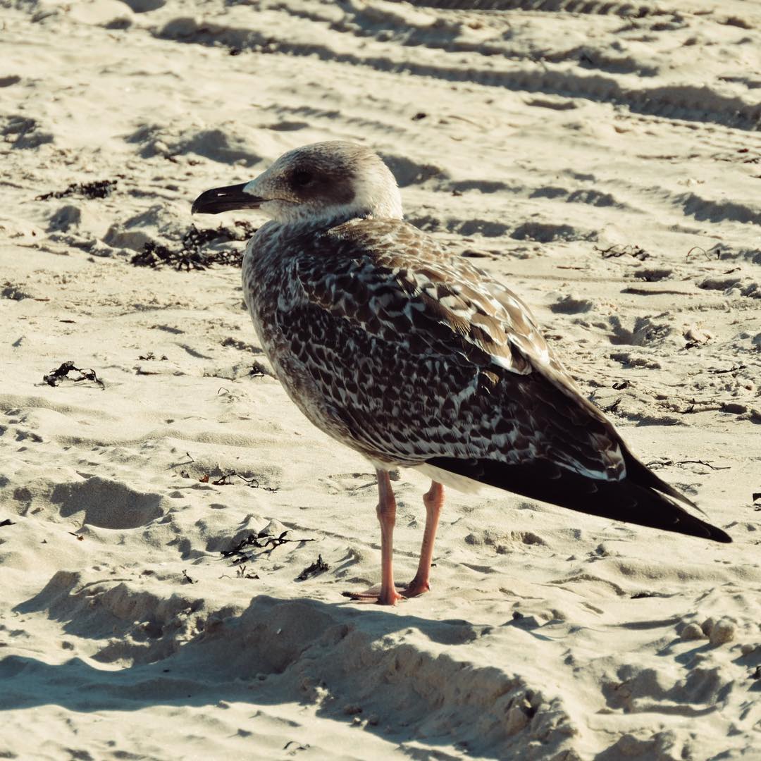 Herring Gull 3