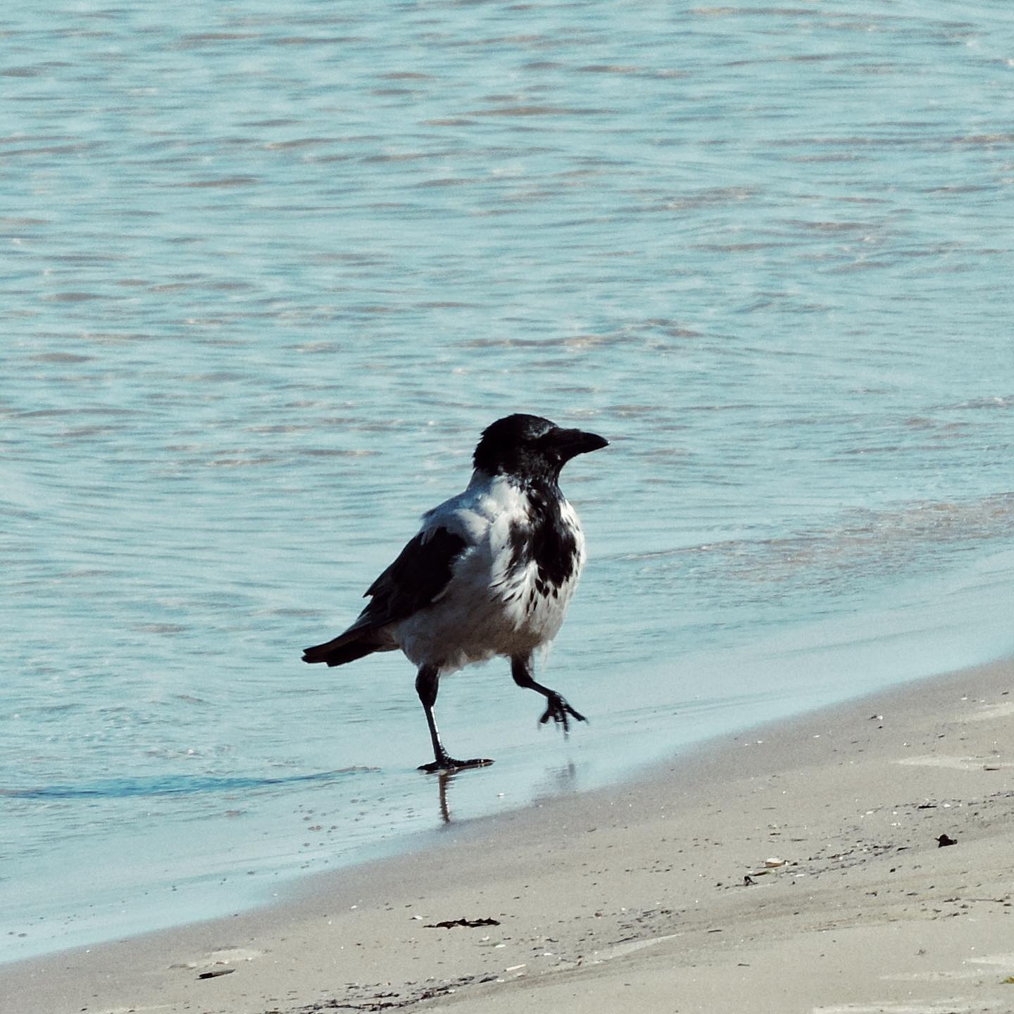 Hooded Crow 21