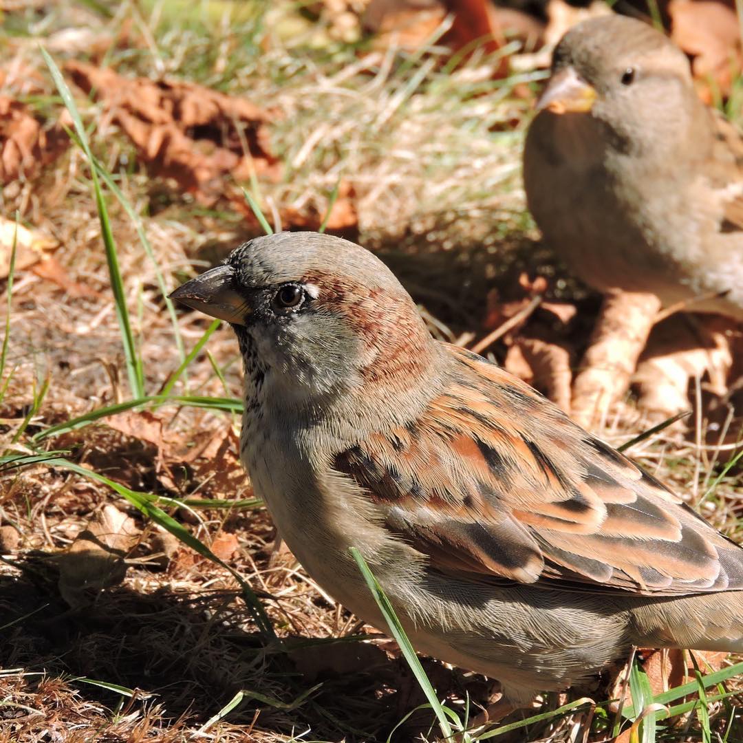 House Sparrow 14