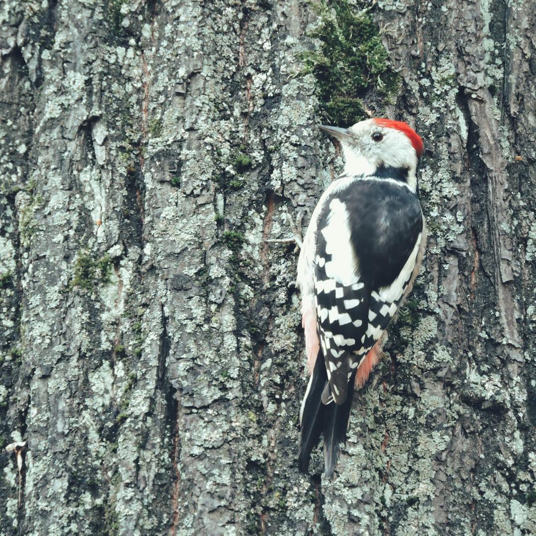 Middle Spotted Woodpecker 2