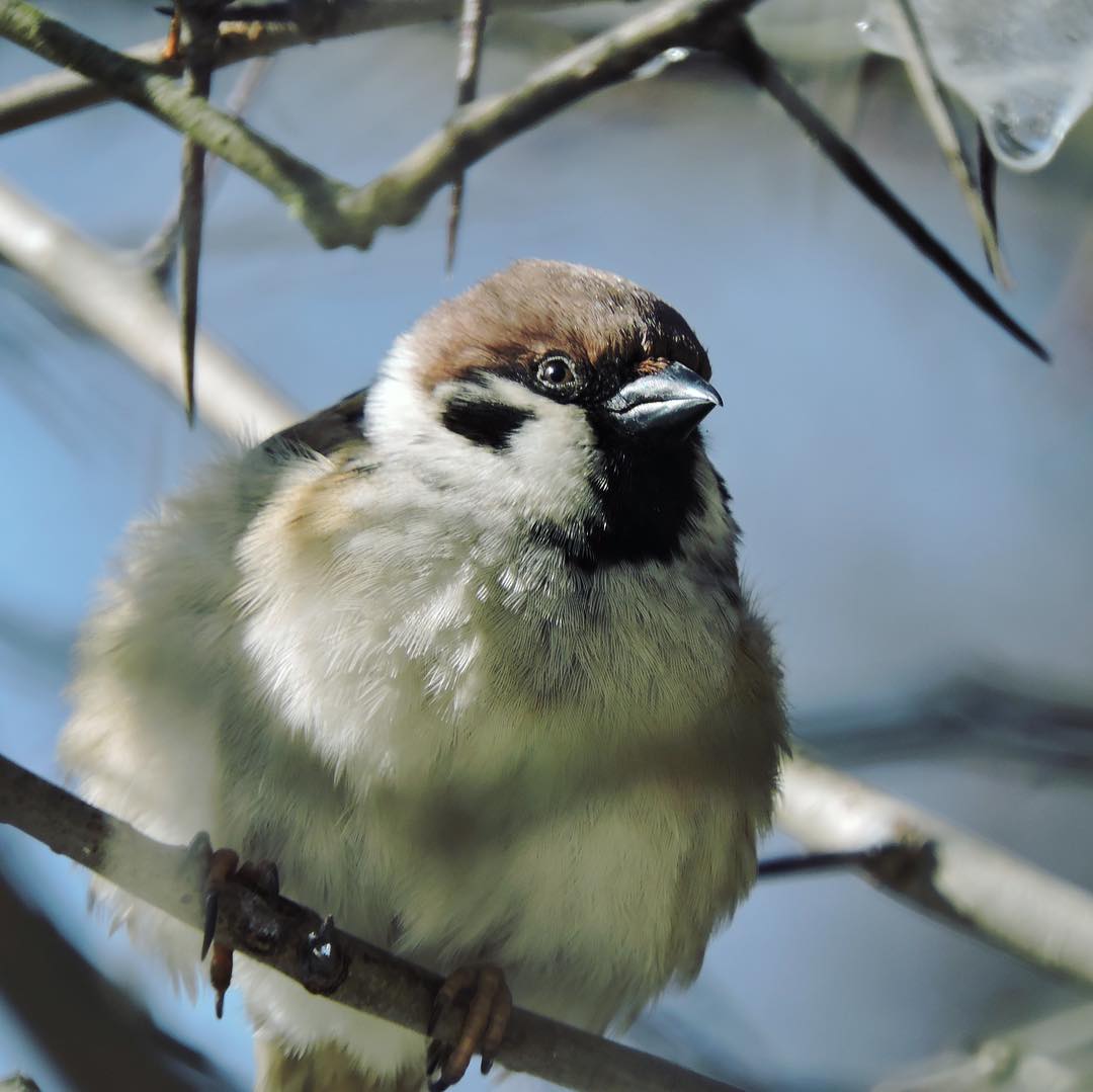 Tree Sparrow 12