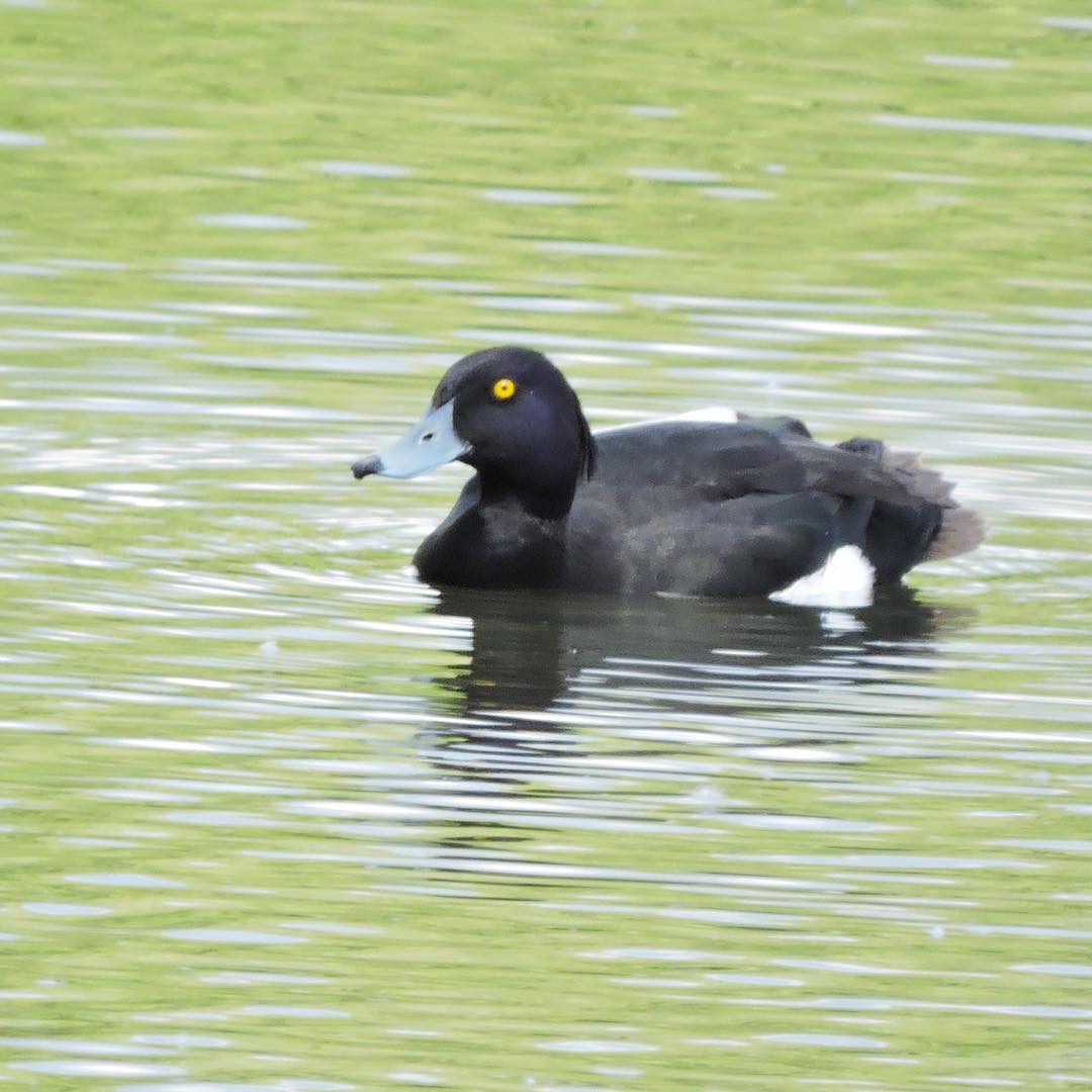 Tufted duck