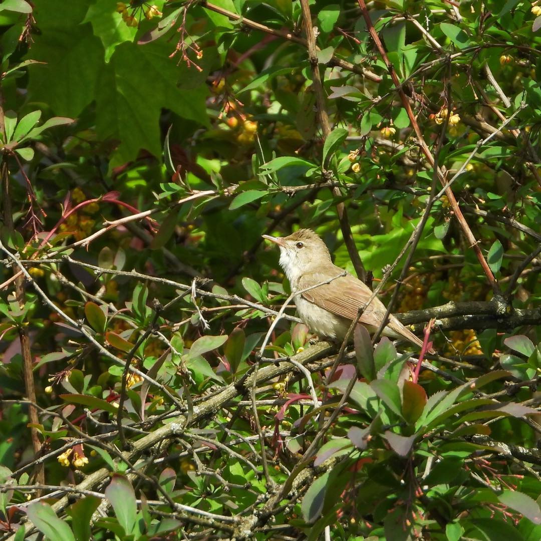 Blyths Reed Warbler 1