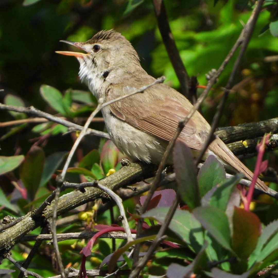 Blyth's reed warbler