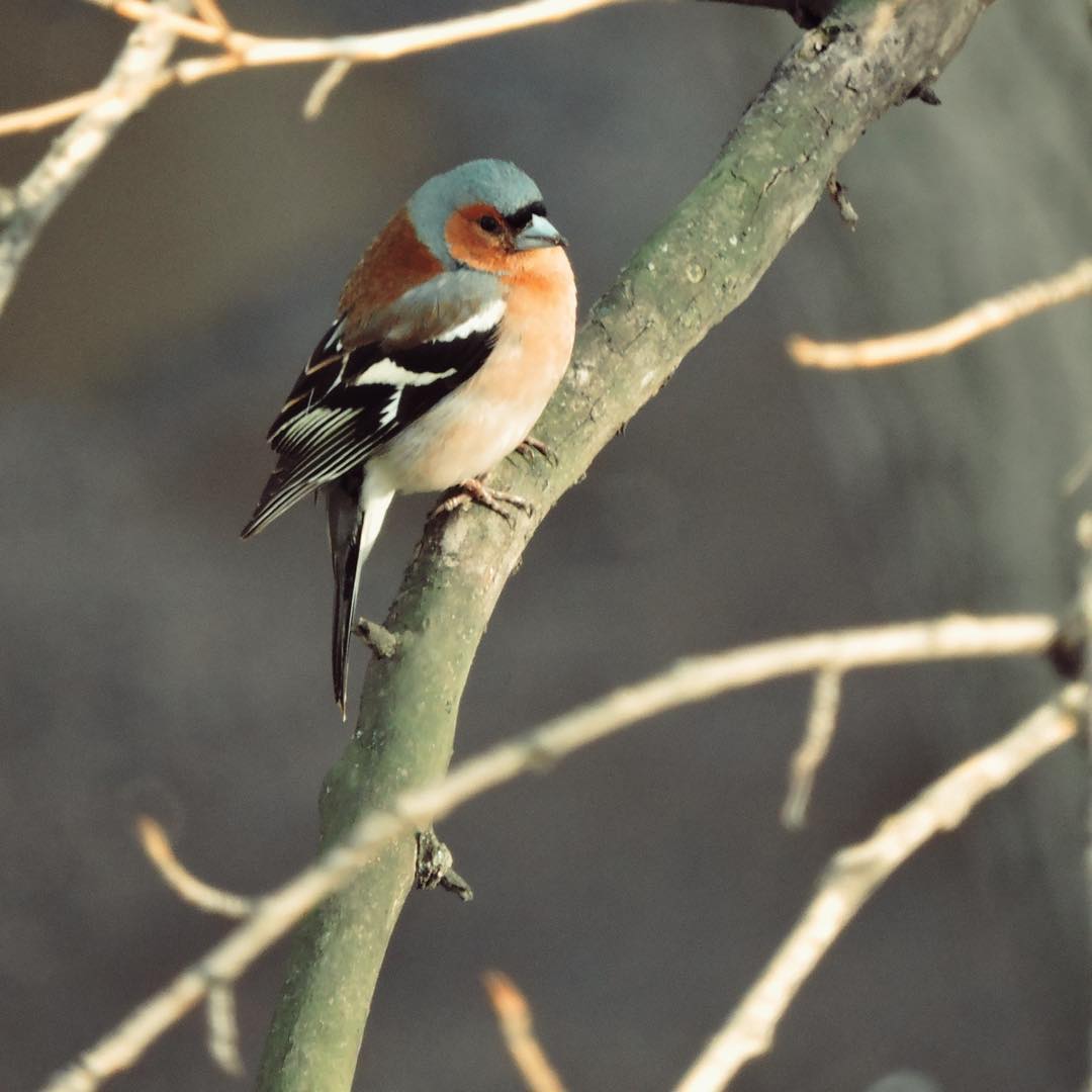 Chaffinch 20