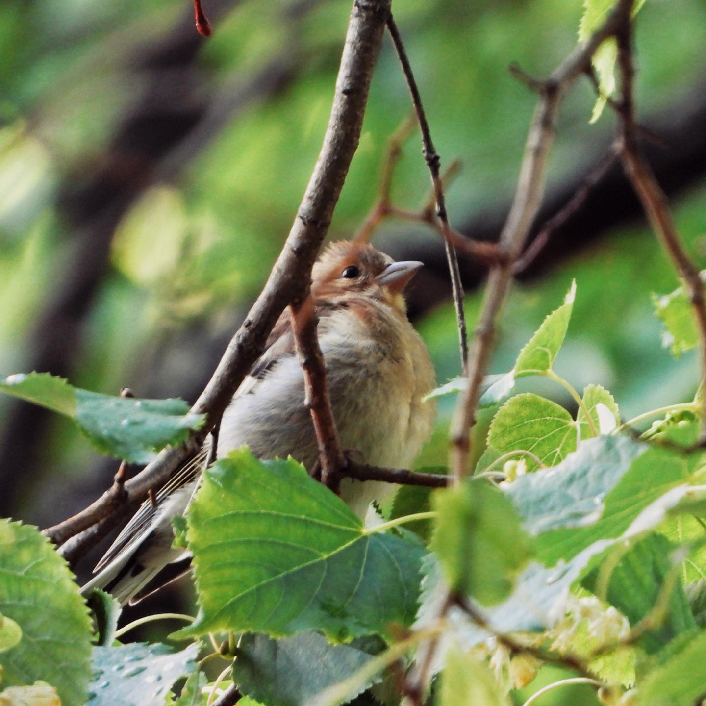 Chaffinch 26