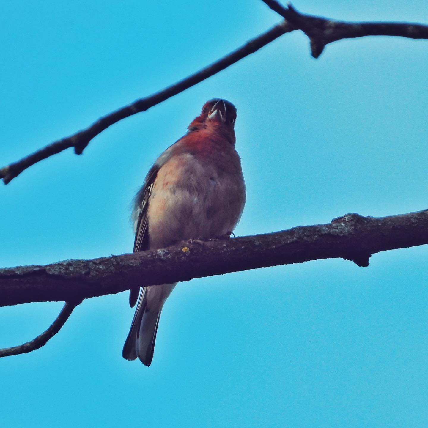 Chaffinch 27