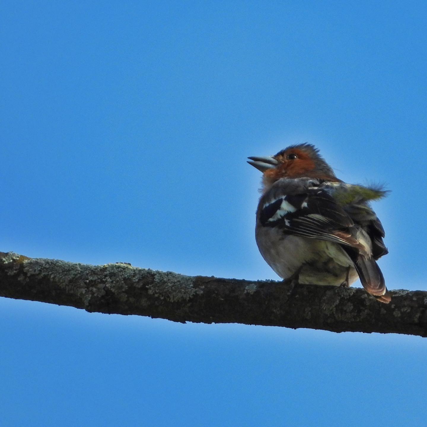 Chaffinch 28