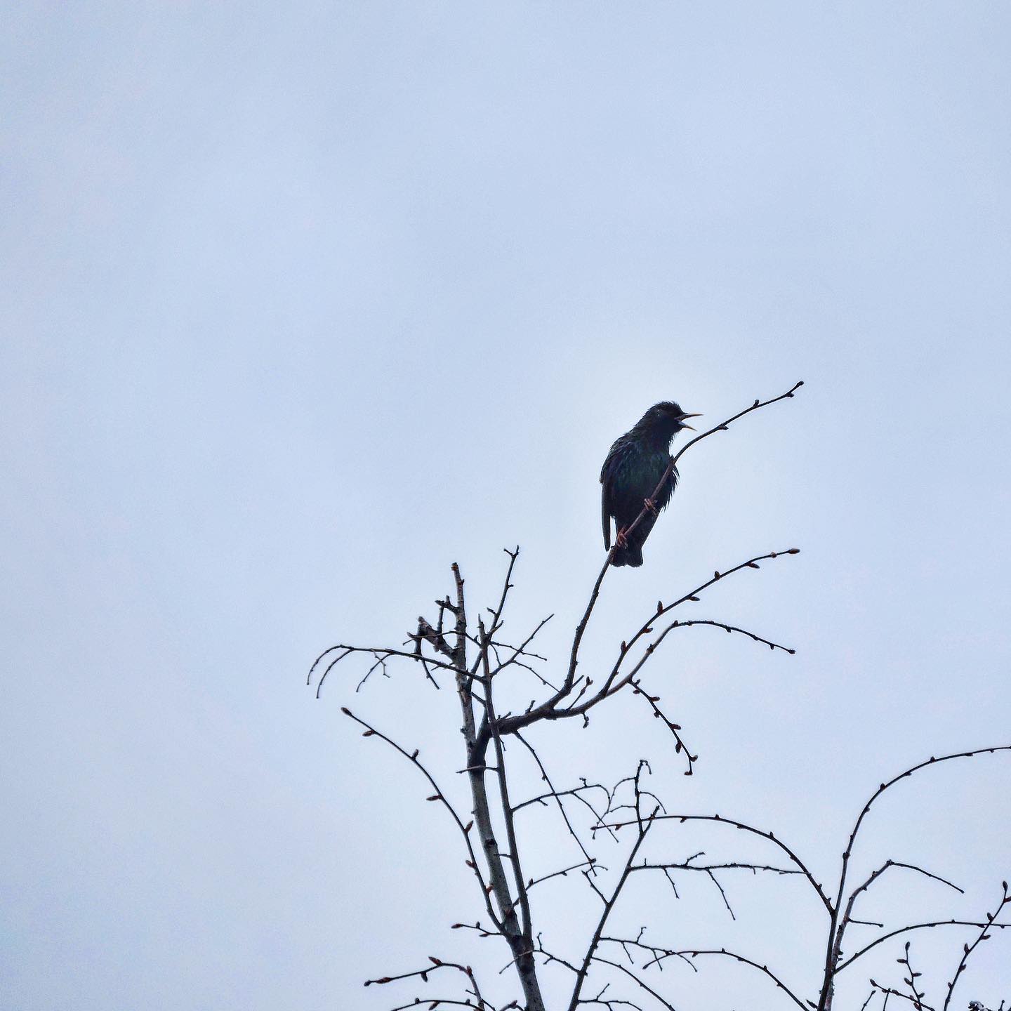 Common Starling 15