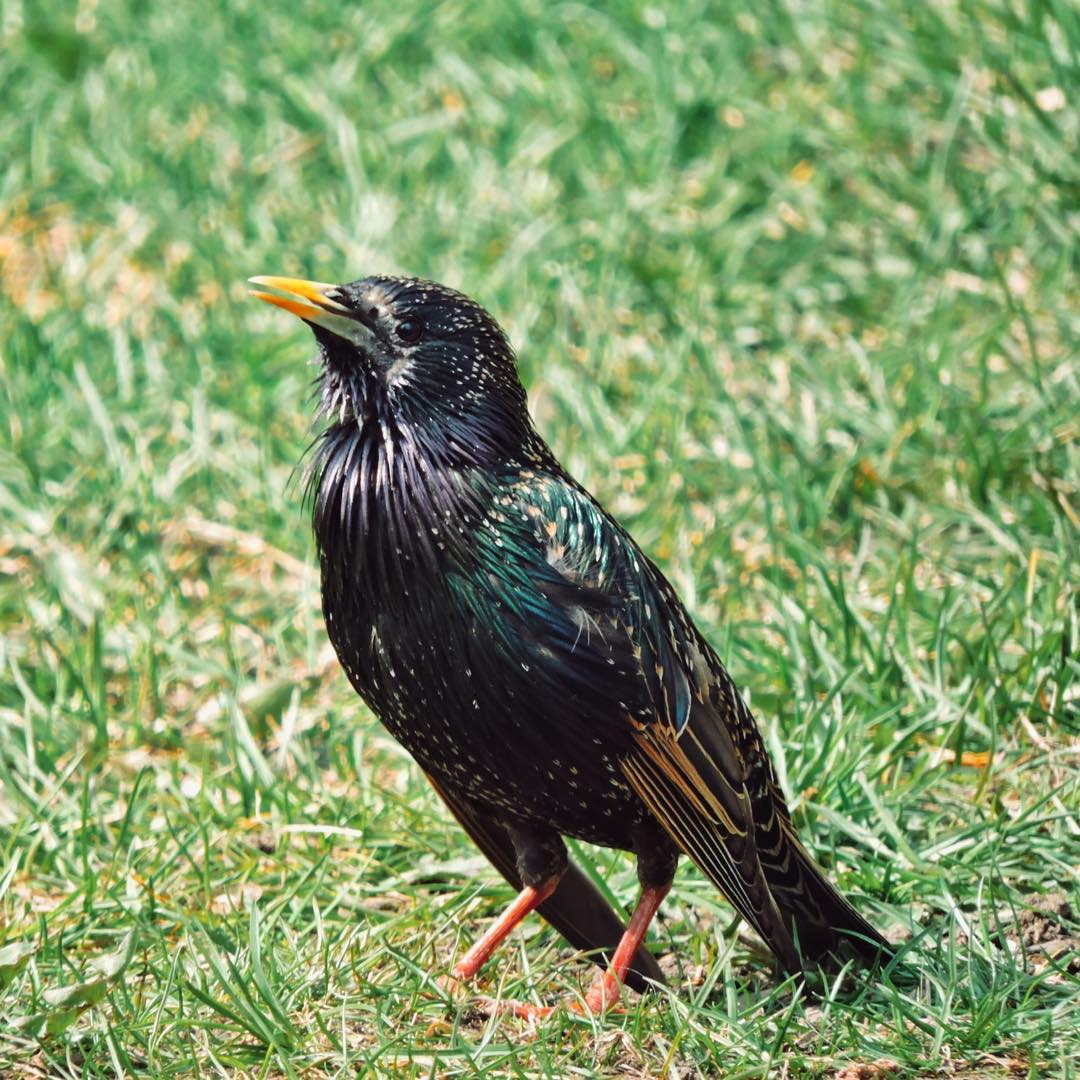 Common Starling 16