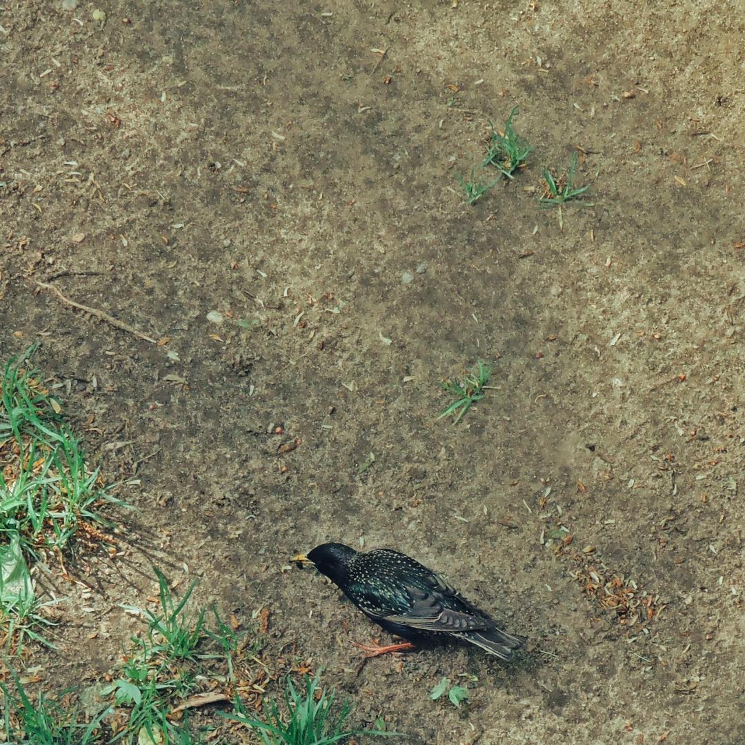 Common Starling 17