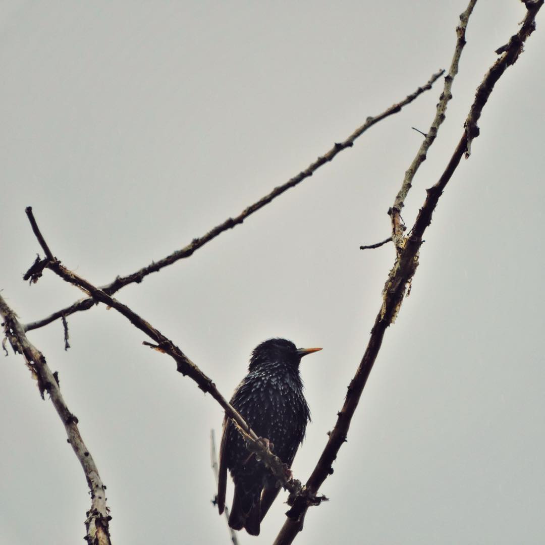 Common Starling 18