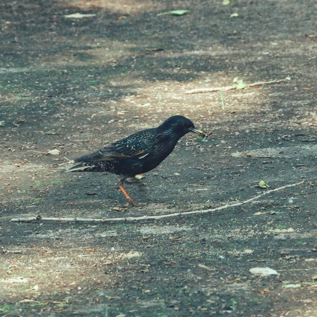 Common Starling 19