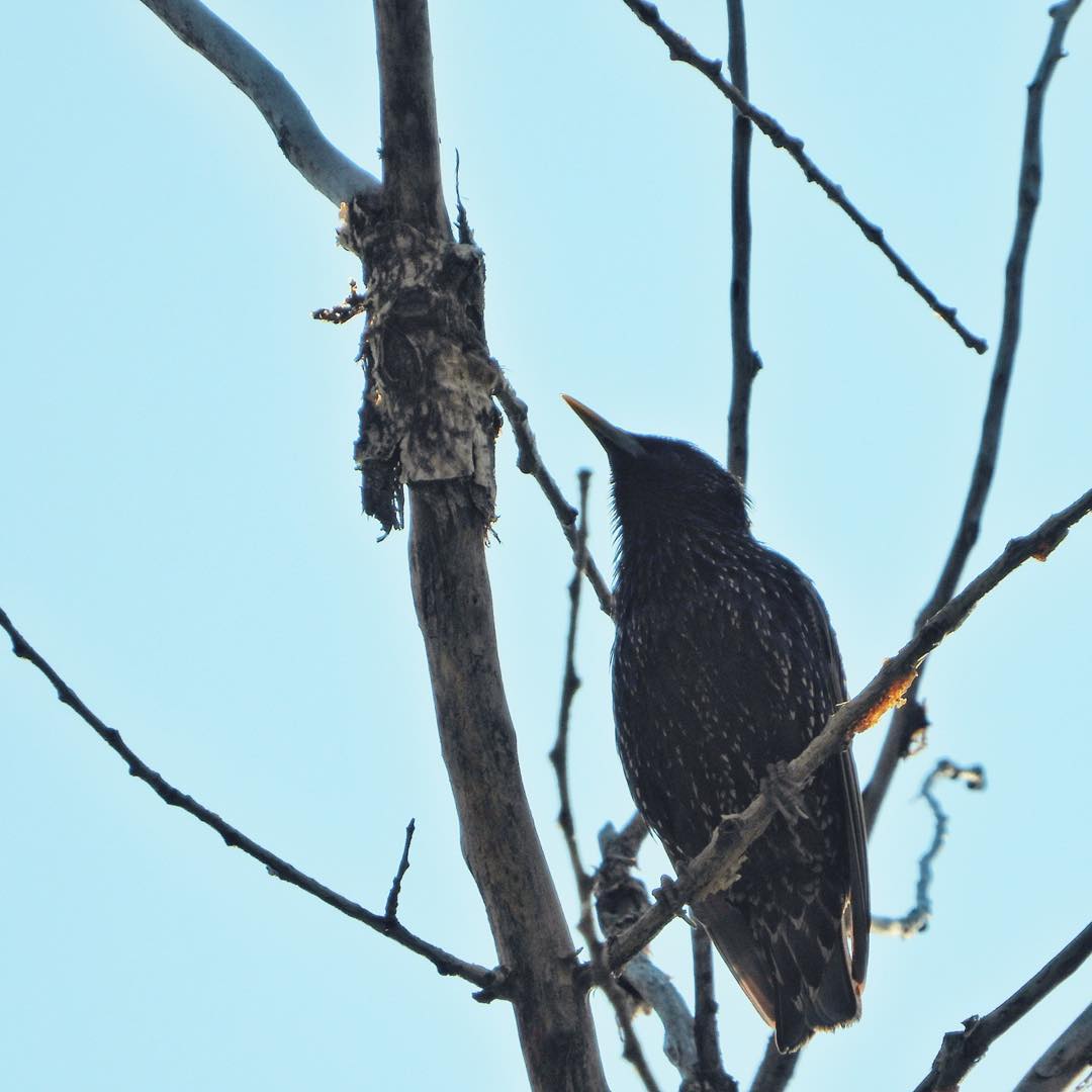 Common Starling 20