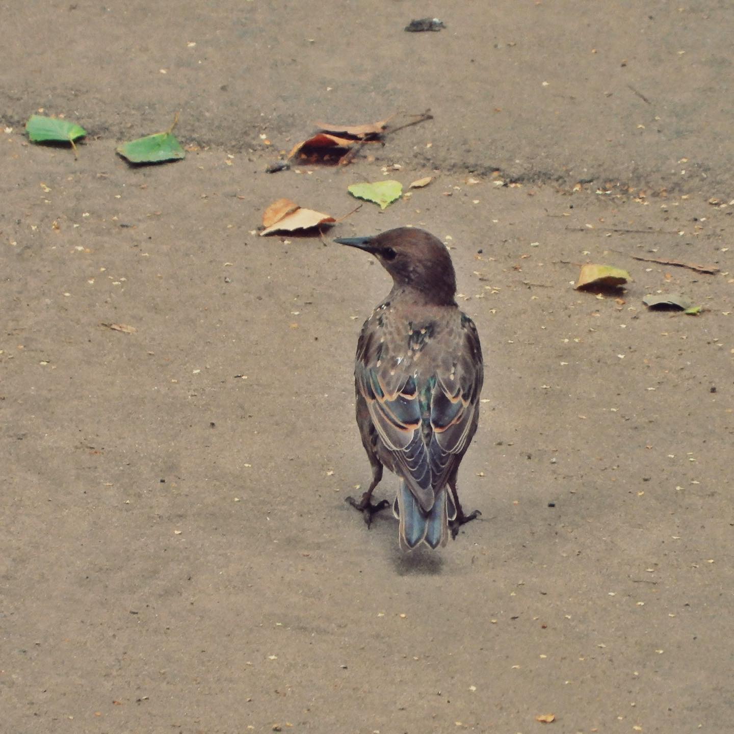 Common Starling 21