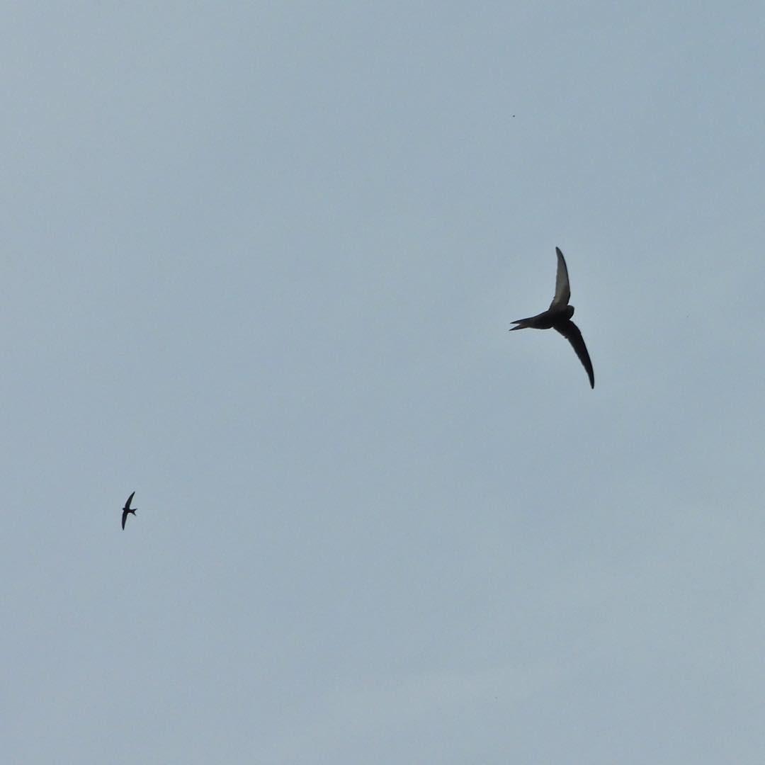 Common swift