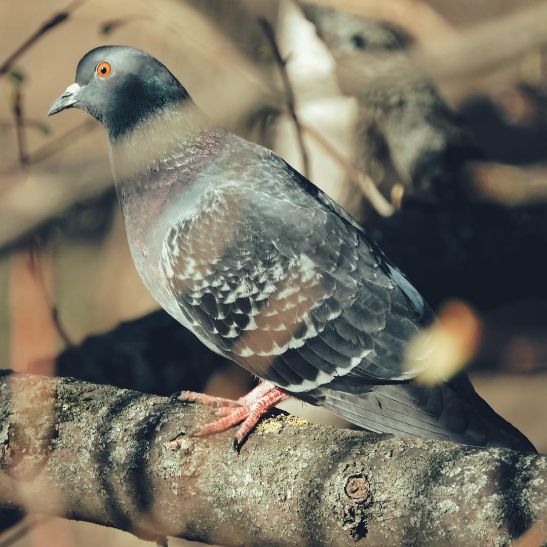 Domestic Pigeon 8