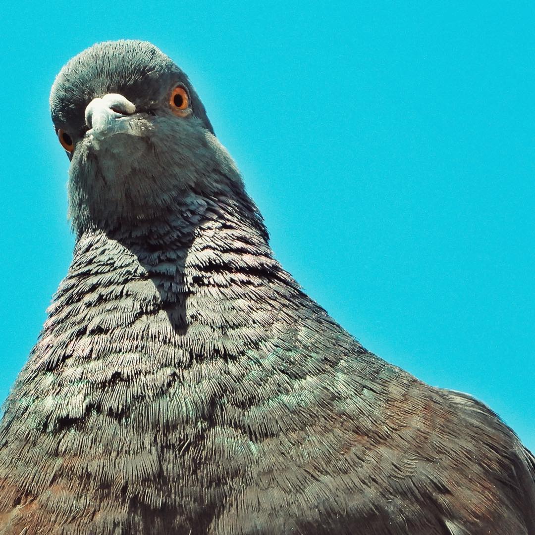 Domestic Pigeon 9