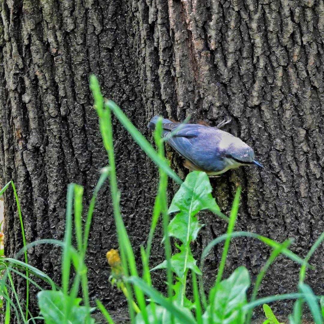 Eurasian nuthatch