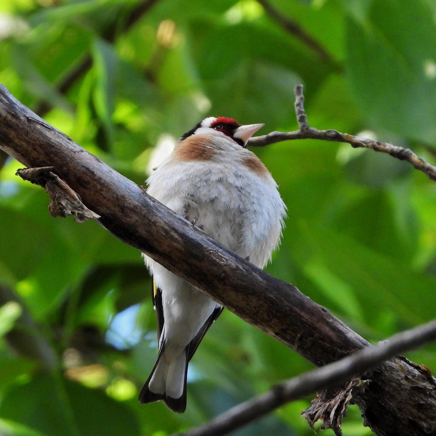 Goldfinch 11