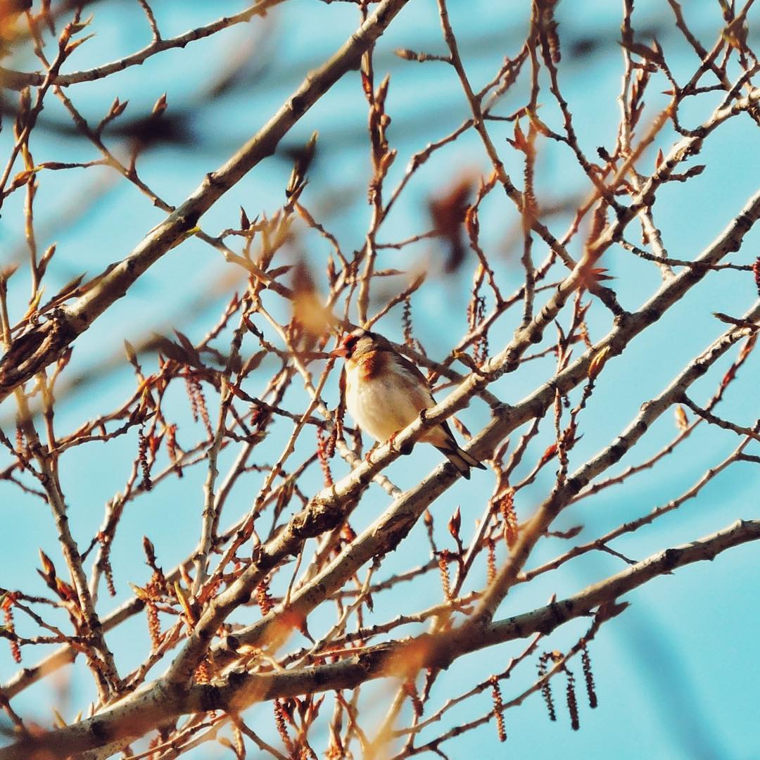 Goldfinch 8