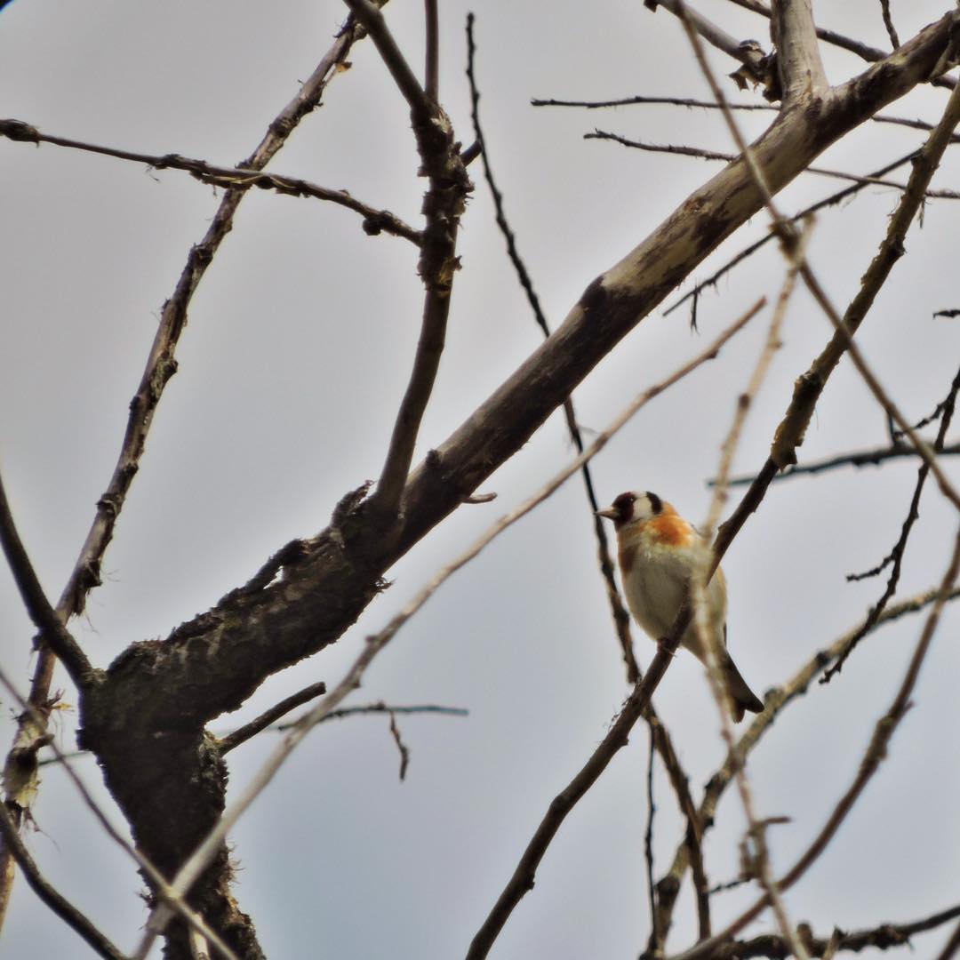 Goldfinch 9