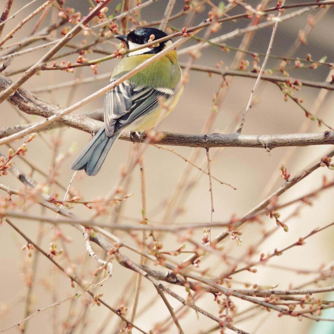 Great Tit 19