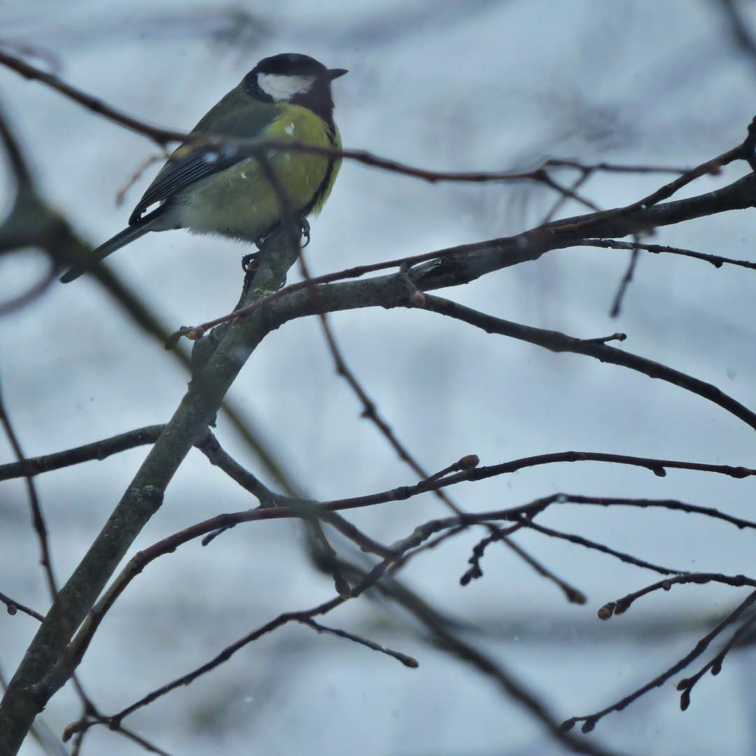 Great Tit 20