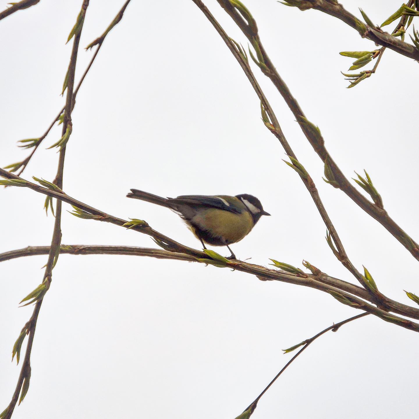 Great Tit 22