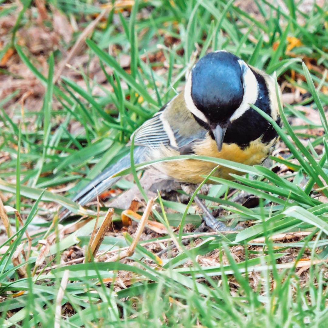 Great Tit 23