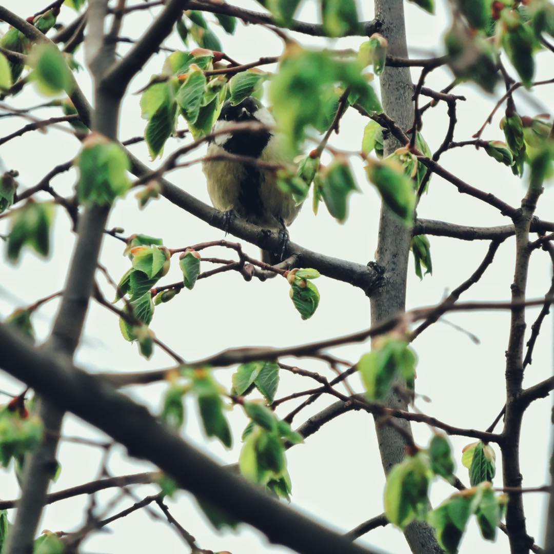 Great Tit 24