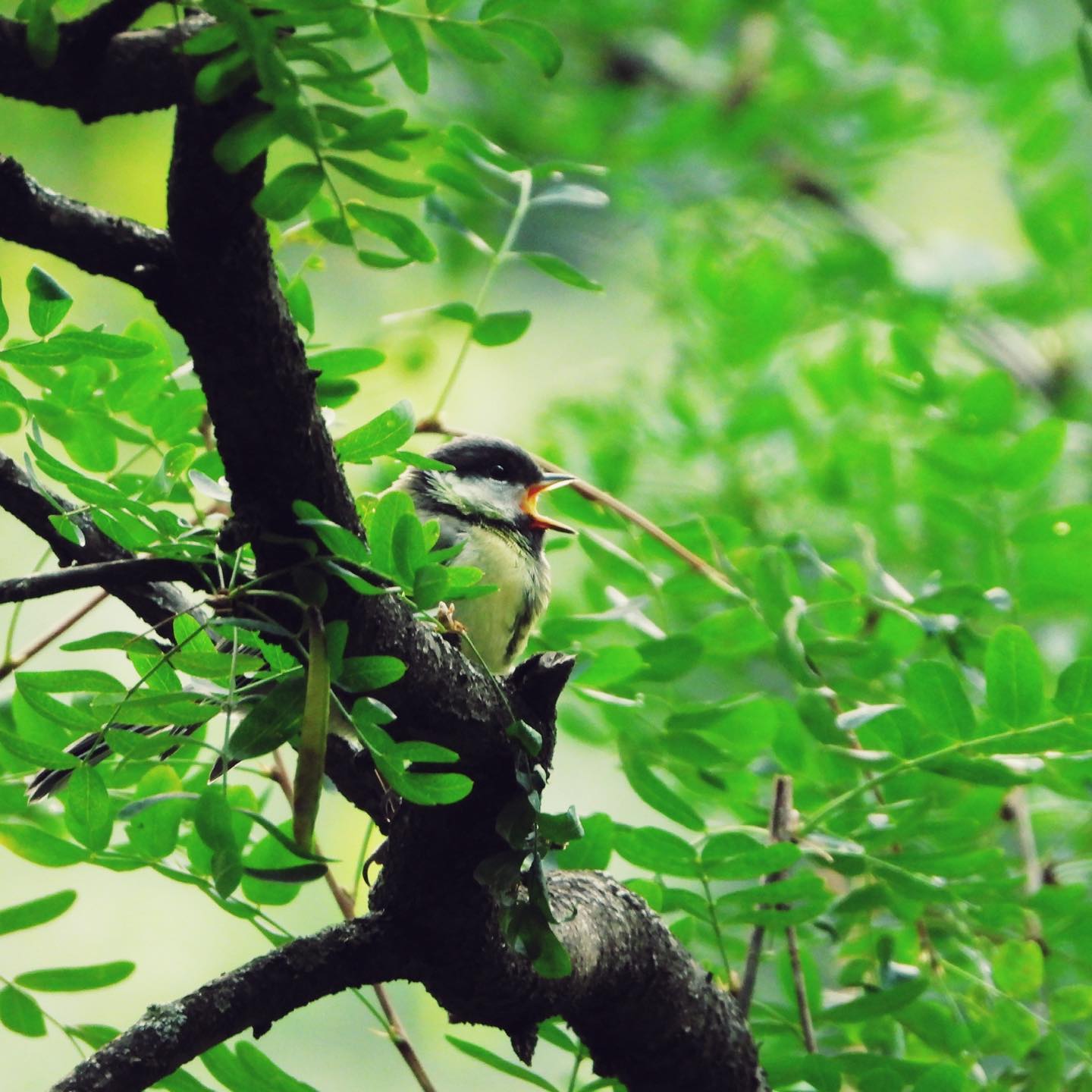 Great Tit 25