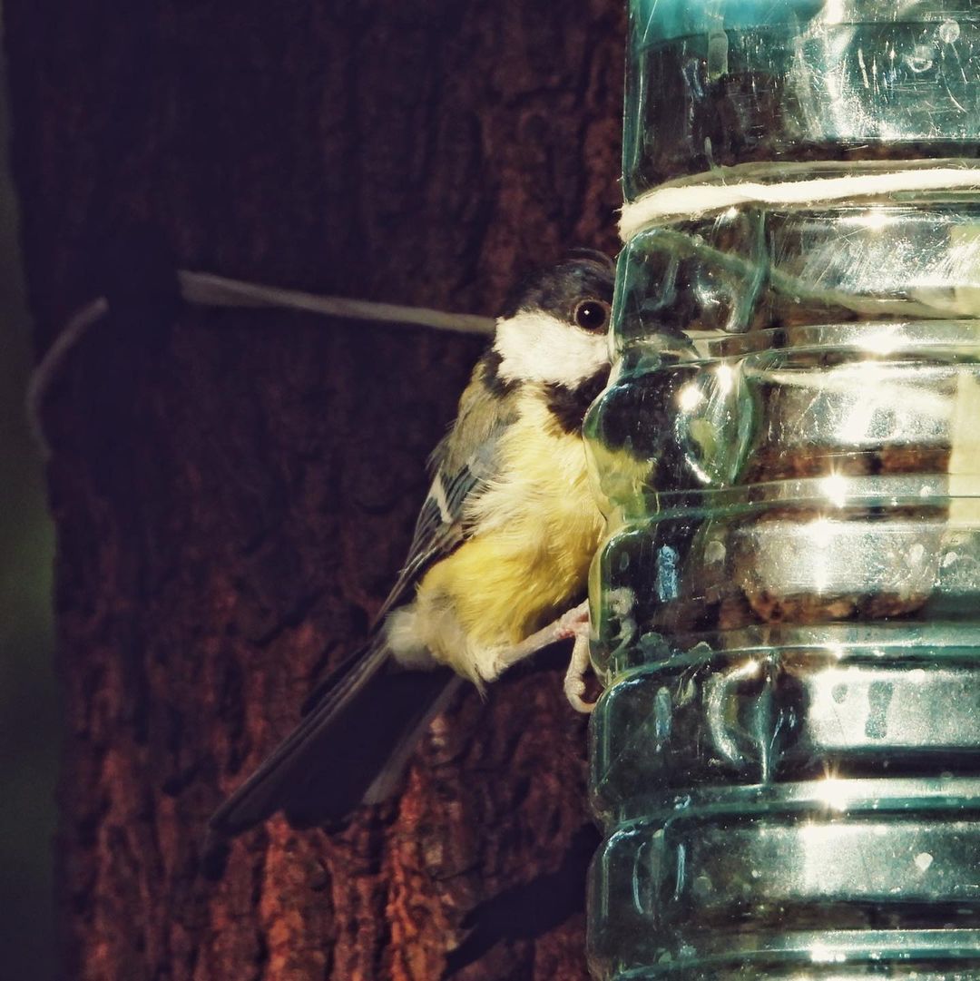 Great Tit 26