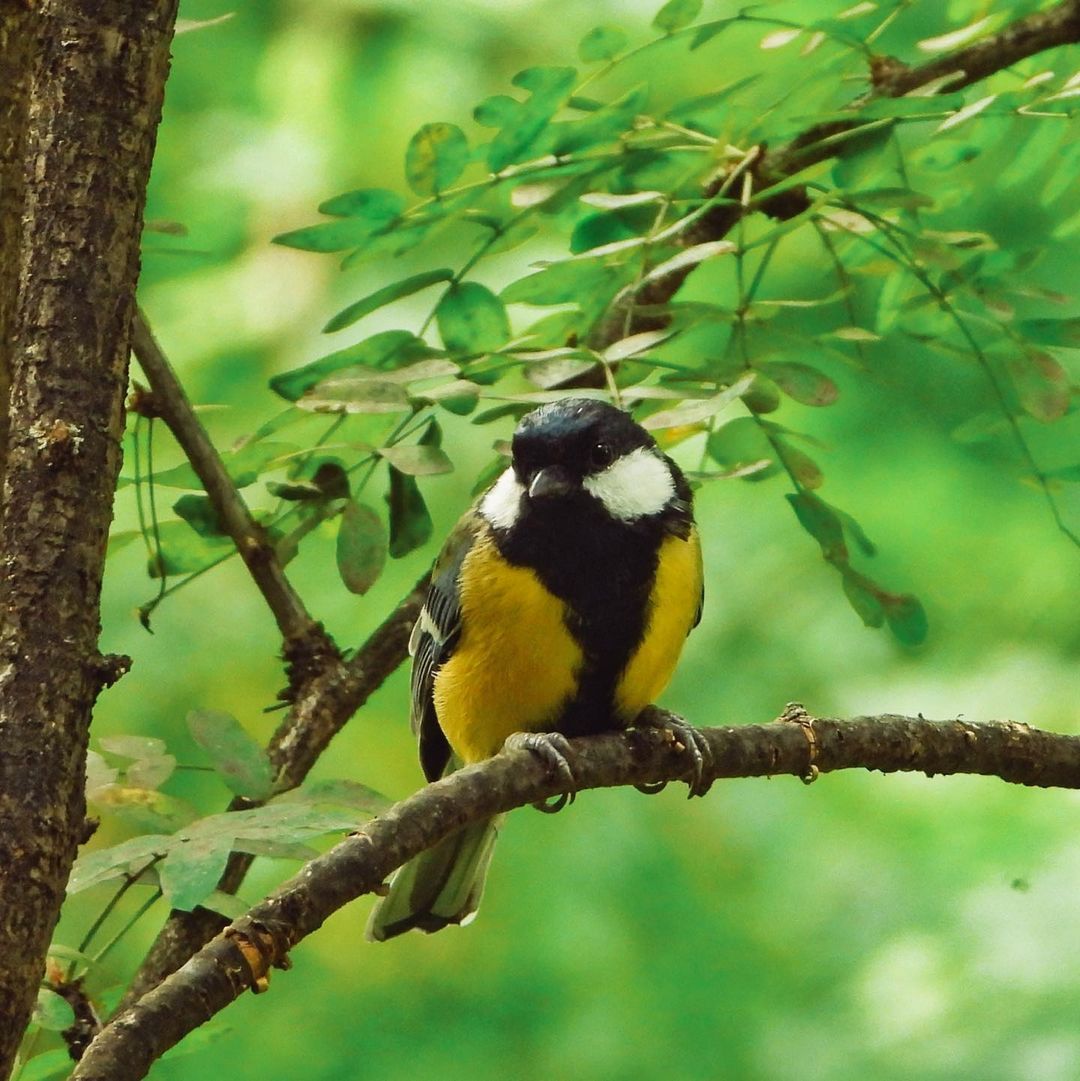 Great Tit 27