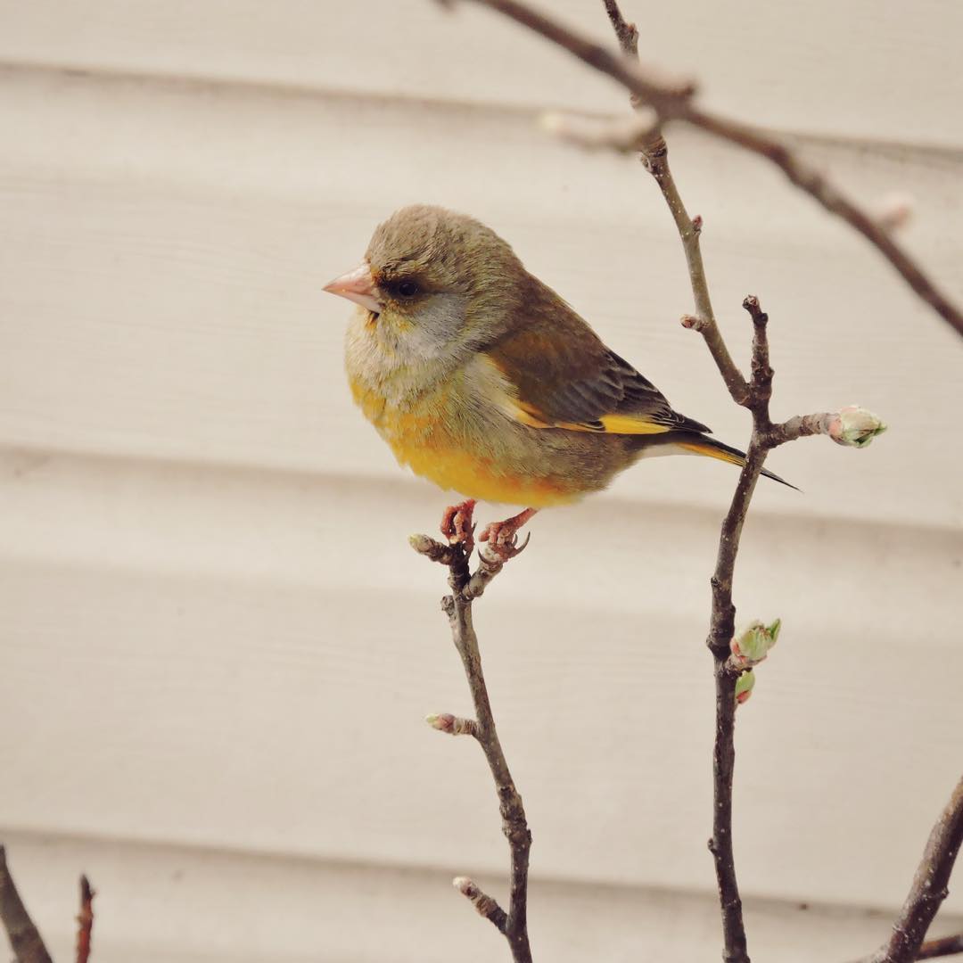 Greenfinch 10