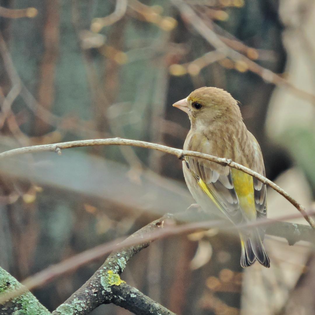 Greenfinch 12