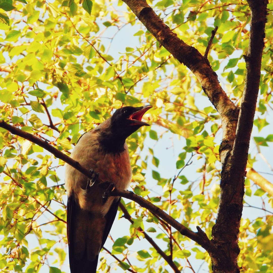 Hooded Crow 24