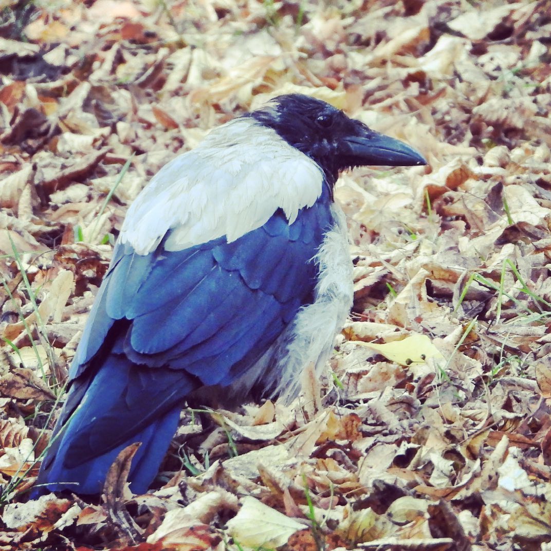 Hooded Crow 27