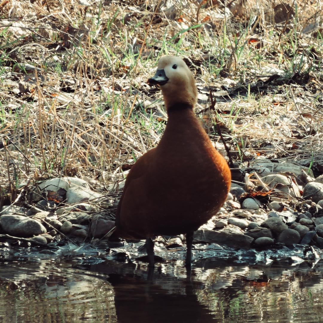 Ruddy Shelduck 8