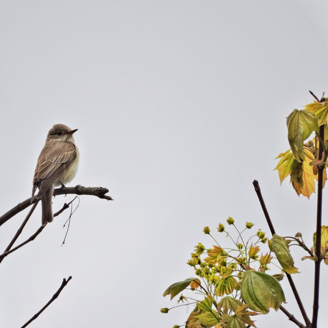 Spotted Flycatcher 3