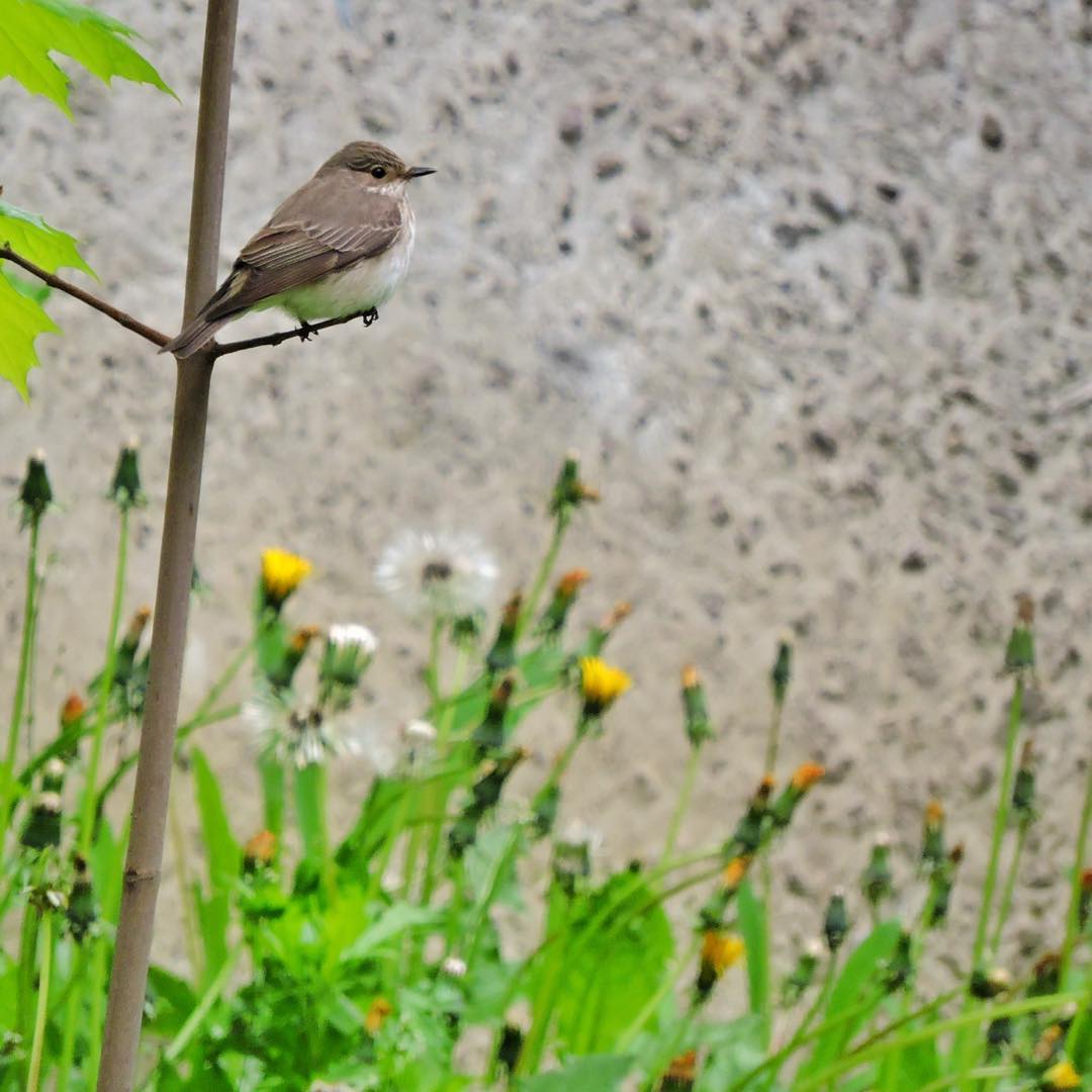 Spotted Flycatcher 4