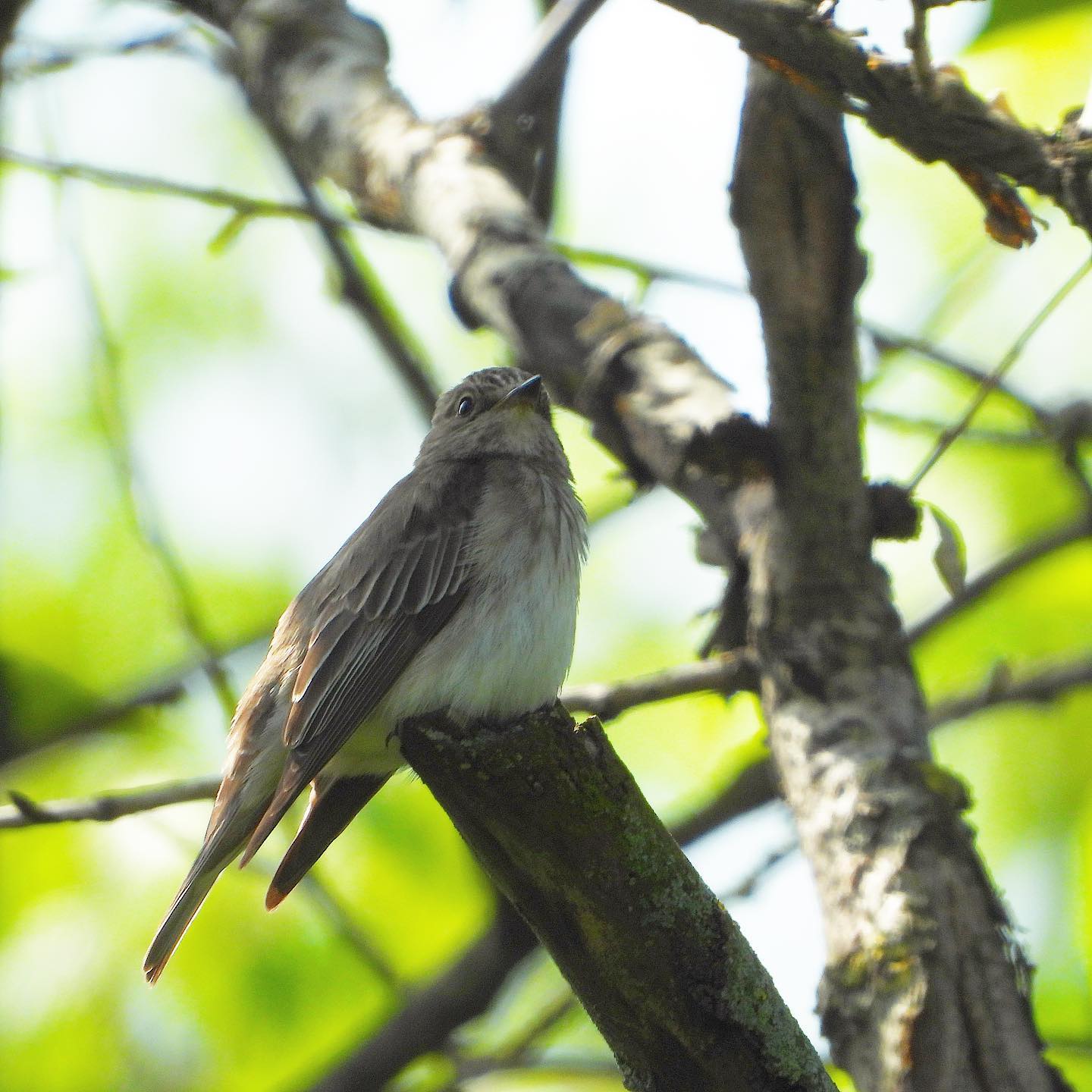 Spotted Flycatcher 5