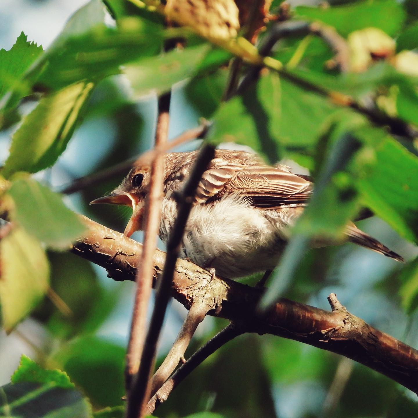 Spotted Flycatcher 6