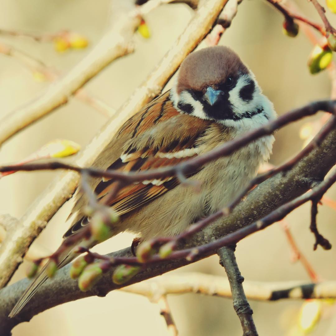 Tree Sparrow 13