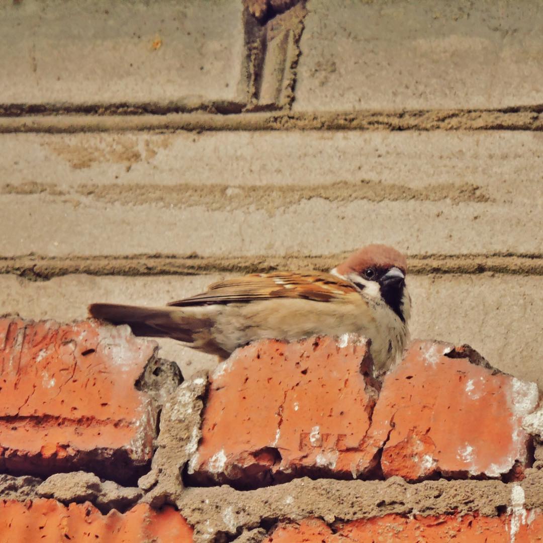 Tree Sparrow 14